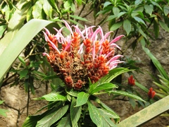 Aphelandra sinclairiana