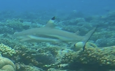 Blacktip reef shark