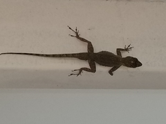 Anolis