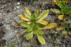 Primula miyabeana