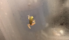 Hyla squirella