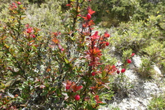 Berberis morrisonensis