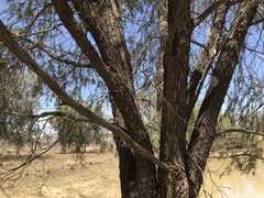 Acacia pendula