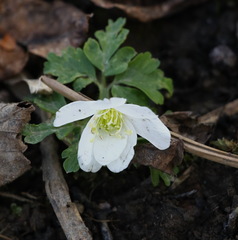Anemonoides amurensis