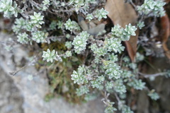 Leontopodium microphyllum