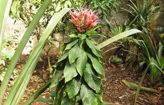 Aphelandra sinclairiana