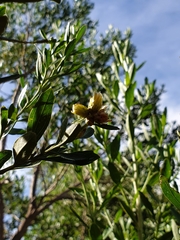 Baccharis heterophylla