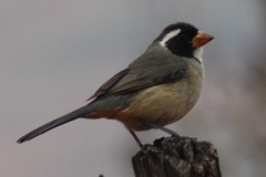 Golden-Billed Saltator photo 2