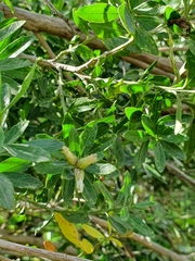 Baccharis heterophylla