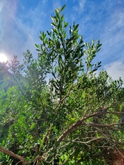 Baccharis heterophylla