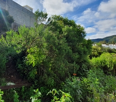 Baccharis heterophylla