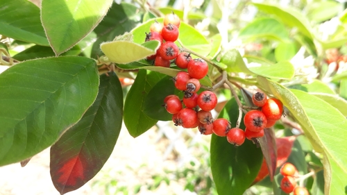 Cotoneaster glaucophyllus