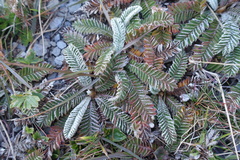 Argentina tugitakensis