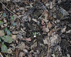 Anemonoides amurensis