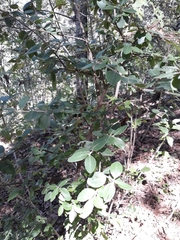 Forestiera phillyreoides