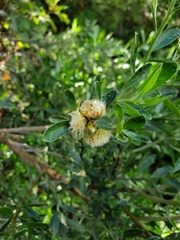 Baccharis heterophylla