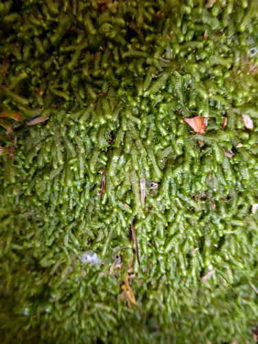 Bazzania adnexa var. adnexa