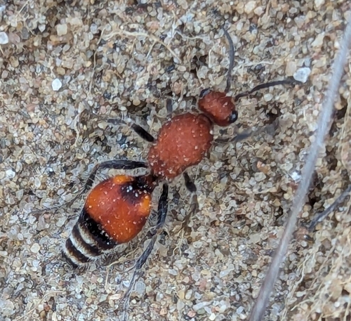 Dasymutilla bioculata photo 6