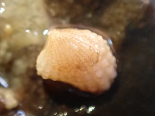 Powellina brookesi, 2025-07-27