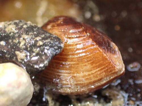 Corbula zelandica observed 2025-07-27
