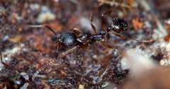 Aphaenogaster fulva