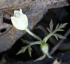Anemonoides amurensis