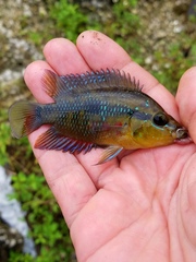 Trichromis salvini