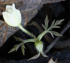 Anemonoides amurensis