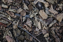 Anemonoides amurensis