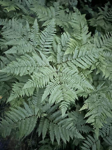 Pteridium aquilinum ssp. latiusculum