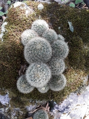 Mammillaria densispina