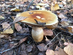 Cortinarius triumphans