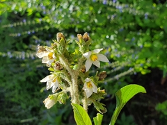 Solanum umbellatum