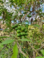 Solanum umbellatum