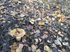 Cortinarius triumphans