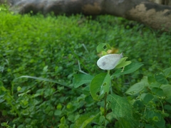 Leptosia nina niobe
