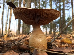 Cortinarius triumphans