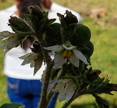 Solanum umbellatum