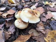 Cortinarius triumphans
