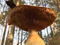 Cortinarius triumphans