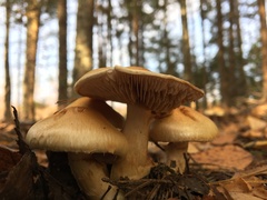 Cortinarius triumphans