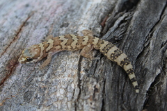 Pachydactylus formosus