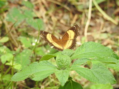 Junonia terea terea
