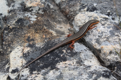 Trachylepis homalocephala