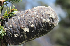 Abies vejarii