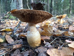 Cortinarius triumphans