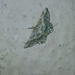 Chiasmia