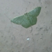 Hemitheini