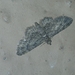 Bosara