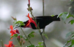 Chalcomitra senegalensis lamperti